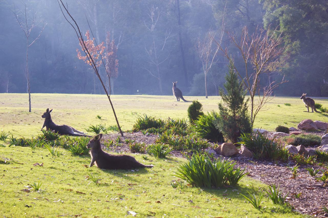 Marwood Villas Halls Gap Luaran gambar